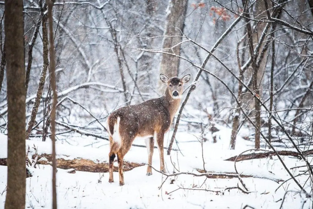 Deer in Winter Wood With Snow