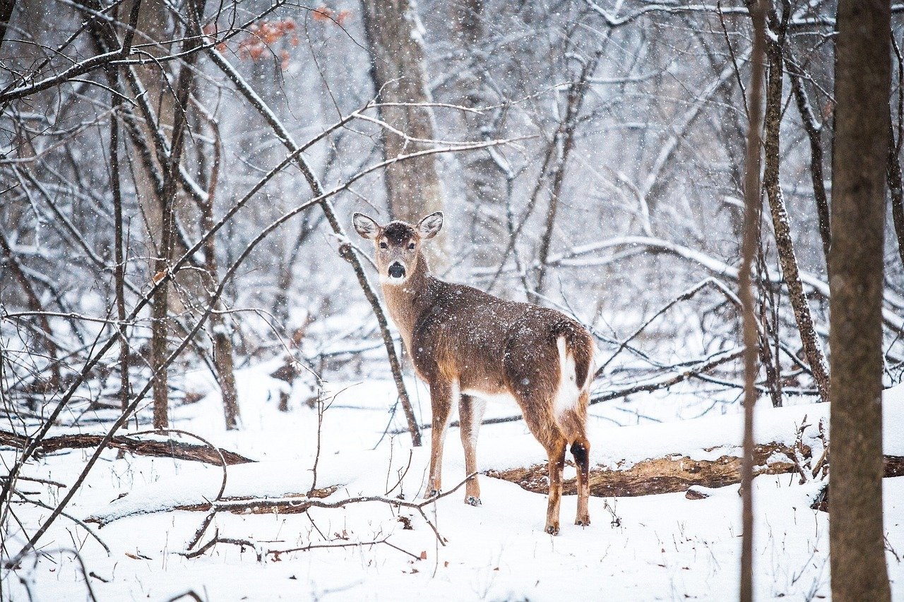 Deer in Winter Wood With Snow