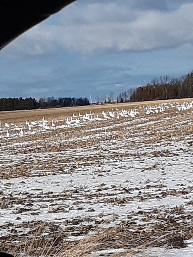 Migrating Swans in Huron County