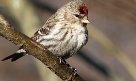 Redpoll Finch