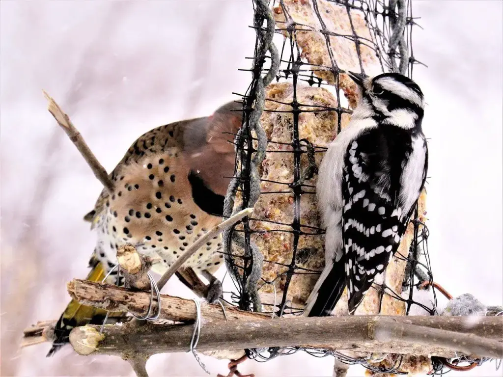 Woodpeckers on Feeder - winter bird feeders