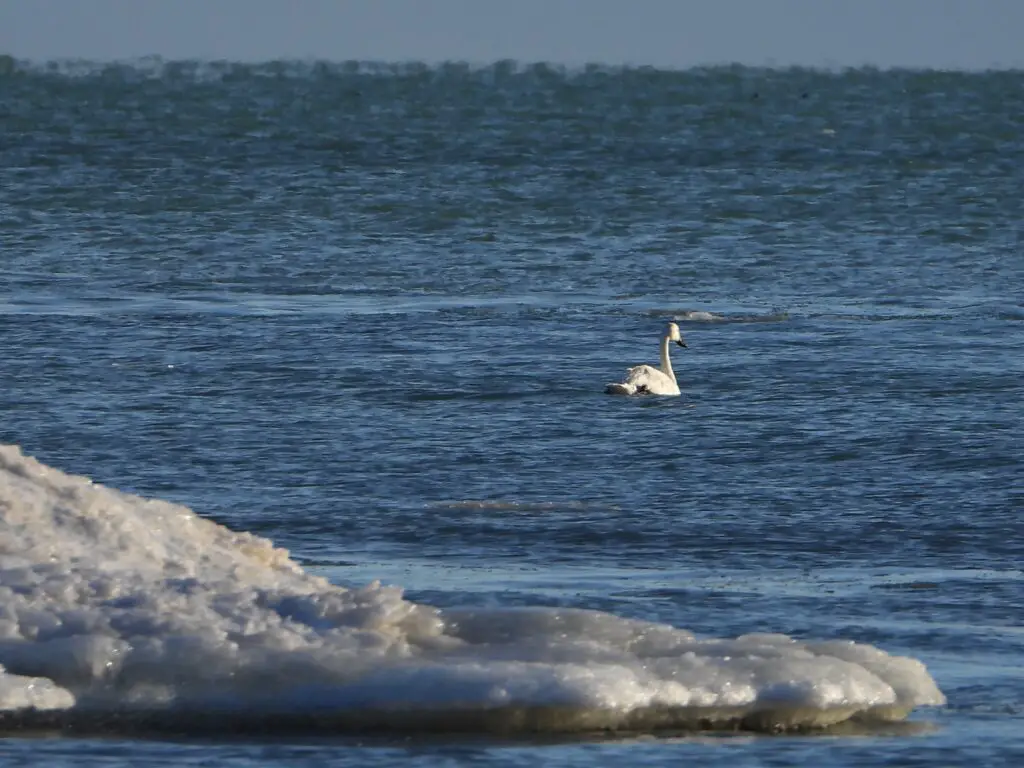 Swan near Oscoda