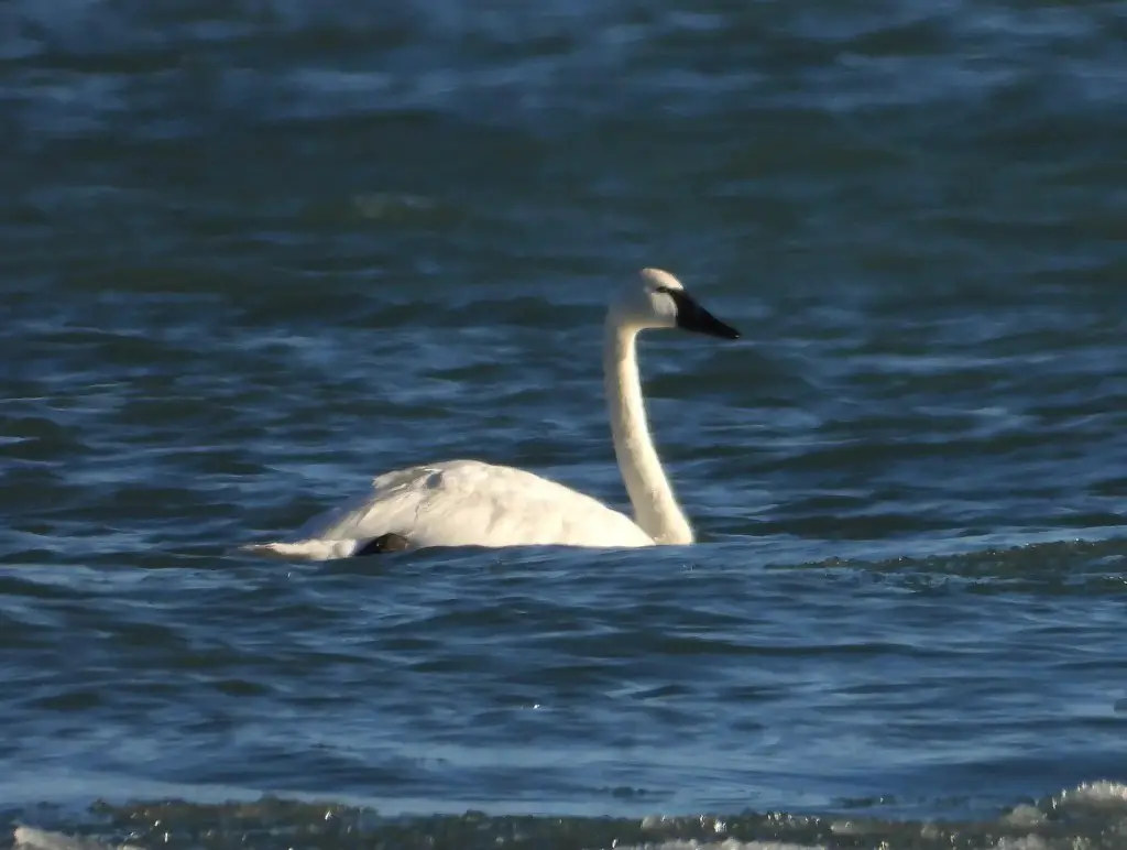 Swan near Oscoda