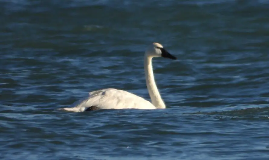 Tundra or Trumpeter Swan Near Oscoda? – You Decide