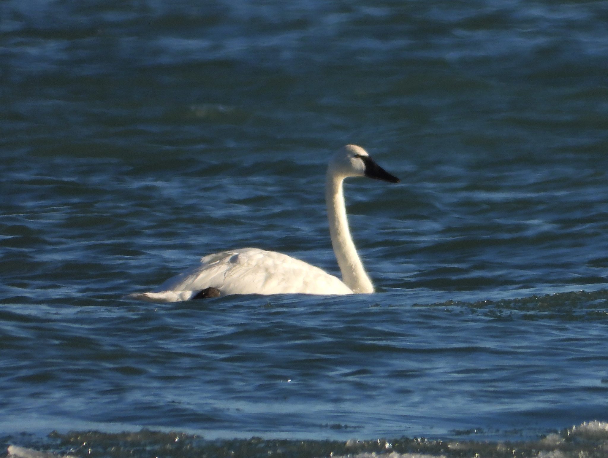 Tundra or Trumpeter Swan Near Oscoda? – You Decide