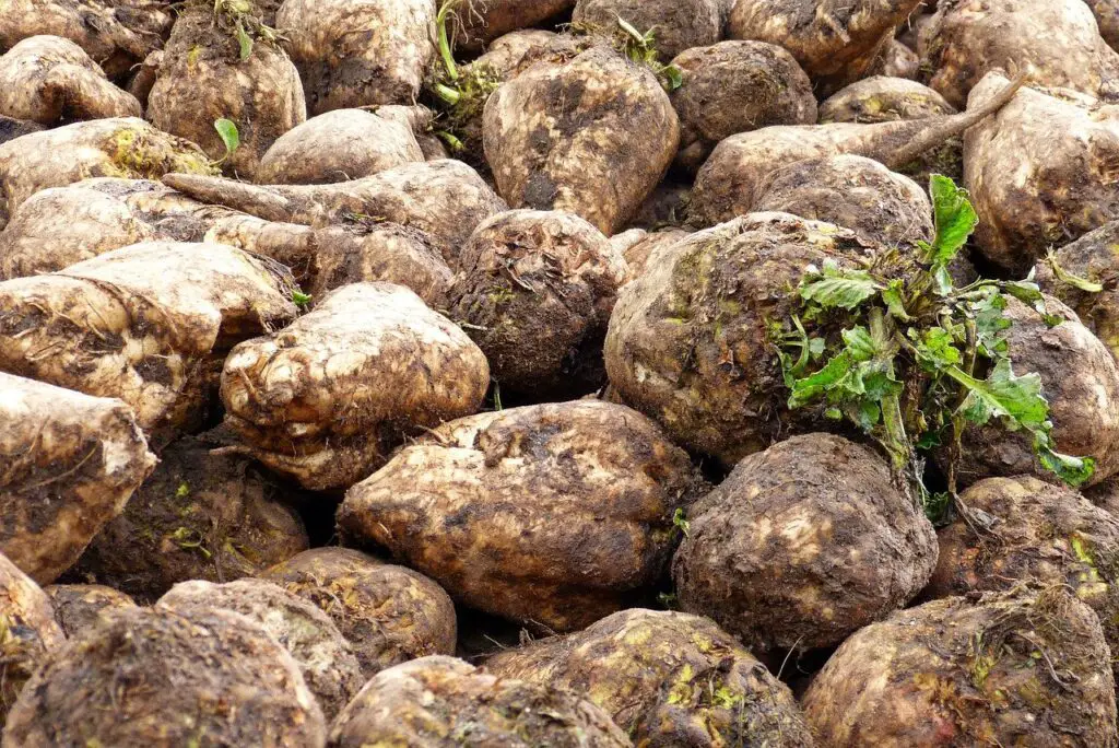 Sugar Beets