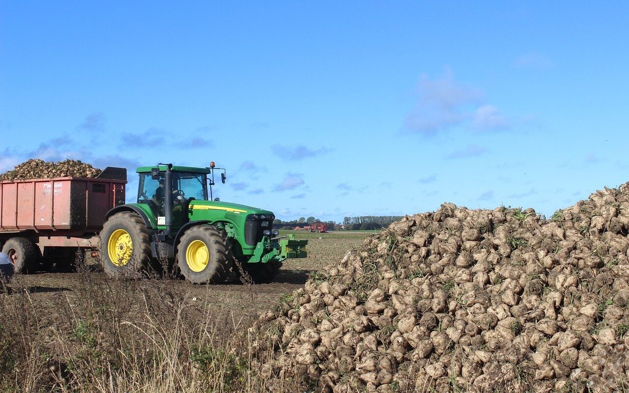 Sugar Beet Harvest