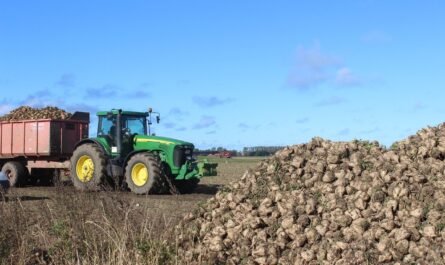 Sugar Beet Harvest