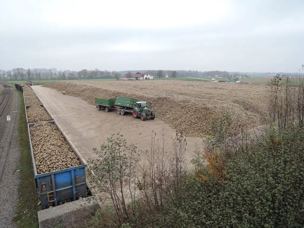 Sugar Beet Harvest