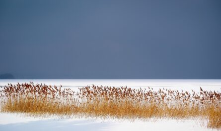 Lake Ice with Reeds