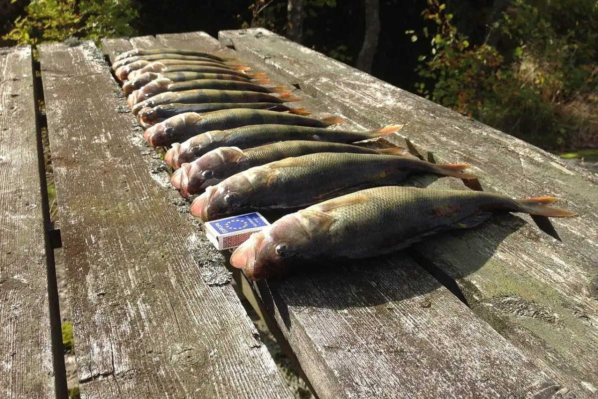 Perch Fishing