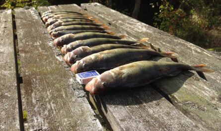 Perch Fishing