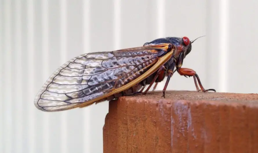 After 17 Years, Billions of Cicadas Called BroodX Are About to Make A Buzz