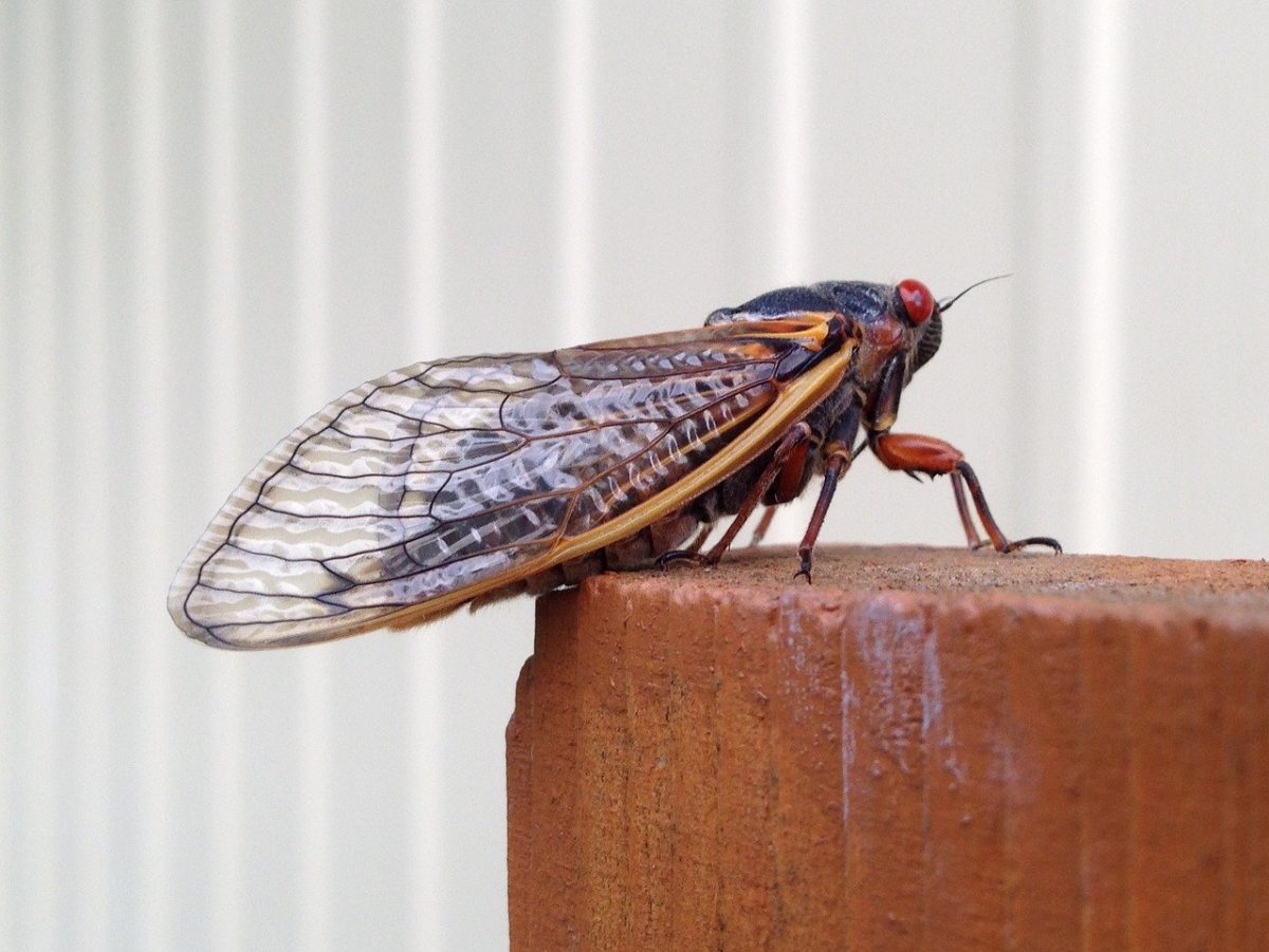 After 17 Years, Billions of Cicadas Called BroodX Are About to Make A Buzz