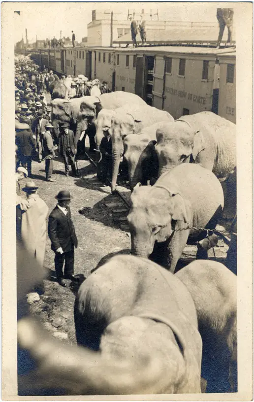Elephants Leaving Train Car