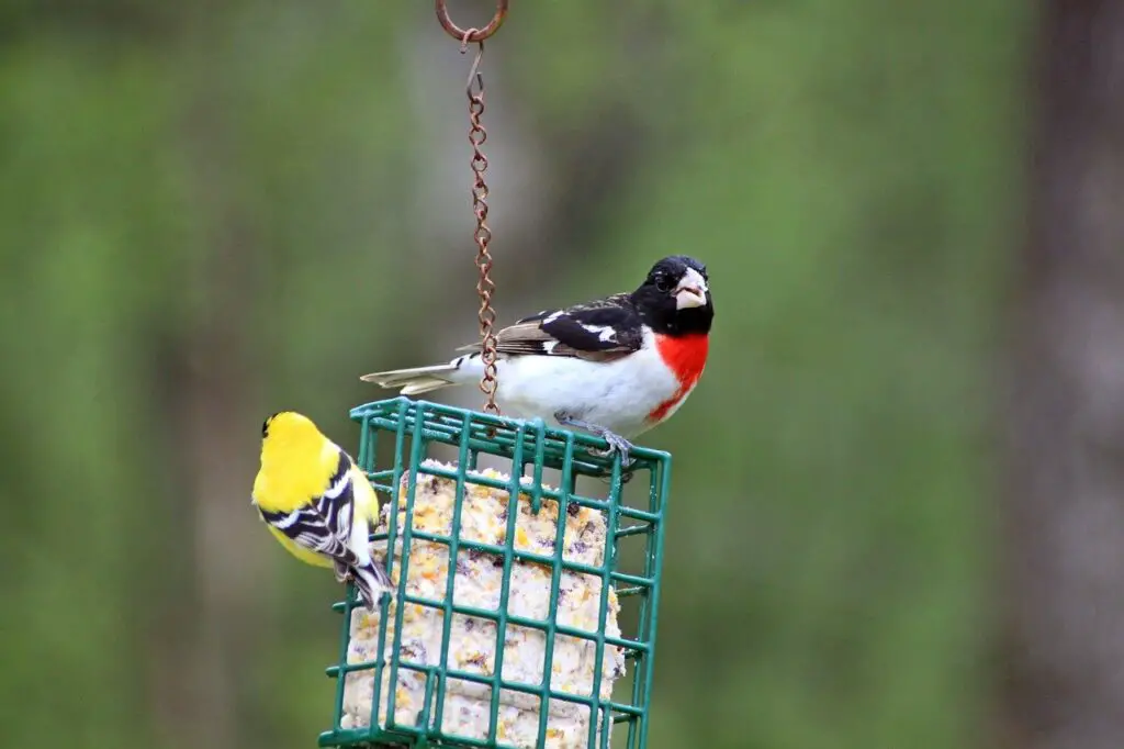 Gross Beak and Finch on a Suet Feeder