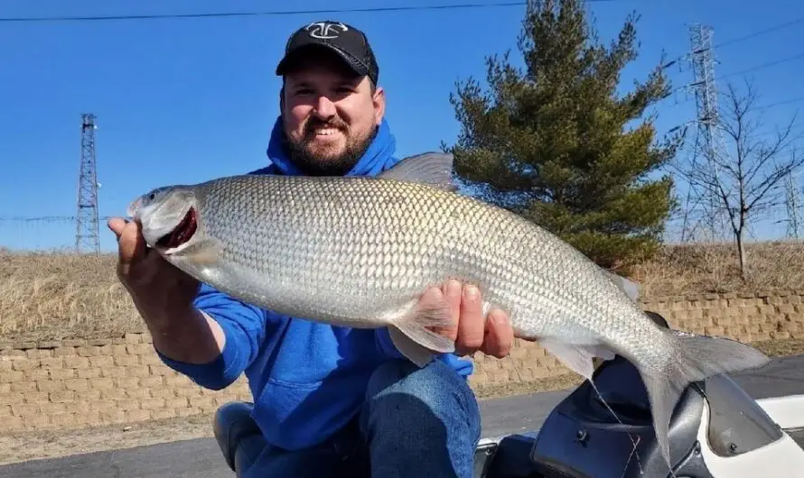 Indiana Record Whitefish Caught In Lake Michigan