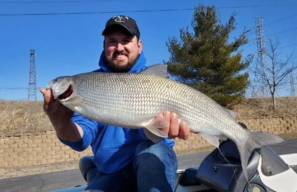 Indiana Record Whitefish Caught In Lake Michigan