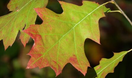 Red Oak Leaf