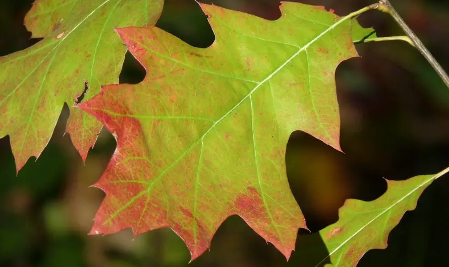 Oak Wilt Disease a Threat to Michigan Thumb’s Red Oaks