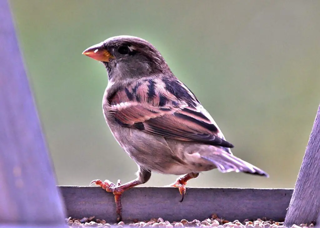 Michigan Bird Feeders