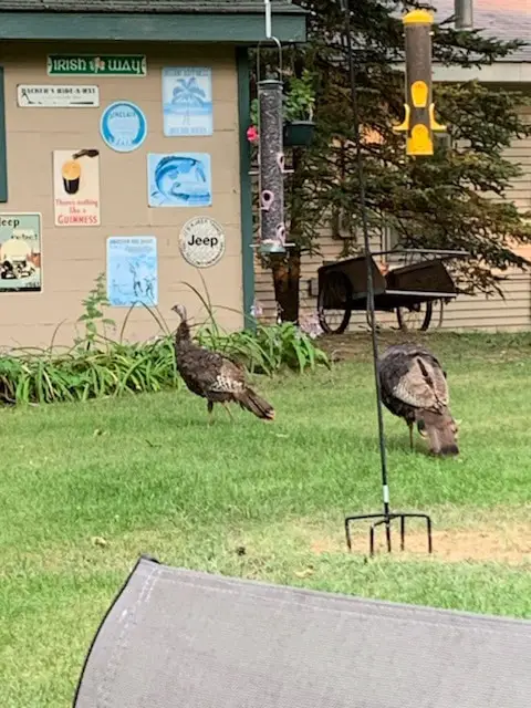Hopper Bird Feeder w Turkeys