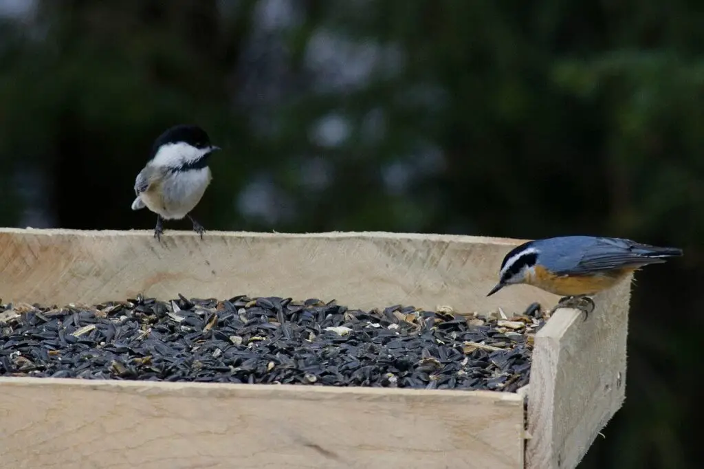 Simple Platform Bird Feeder - Michigan Bird Feeders