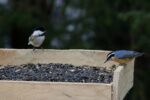 Platform Bird Feeder