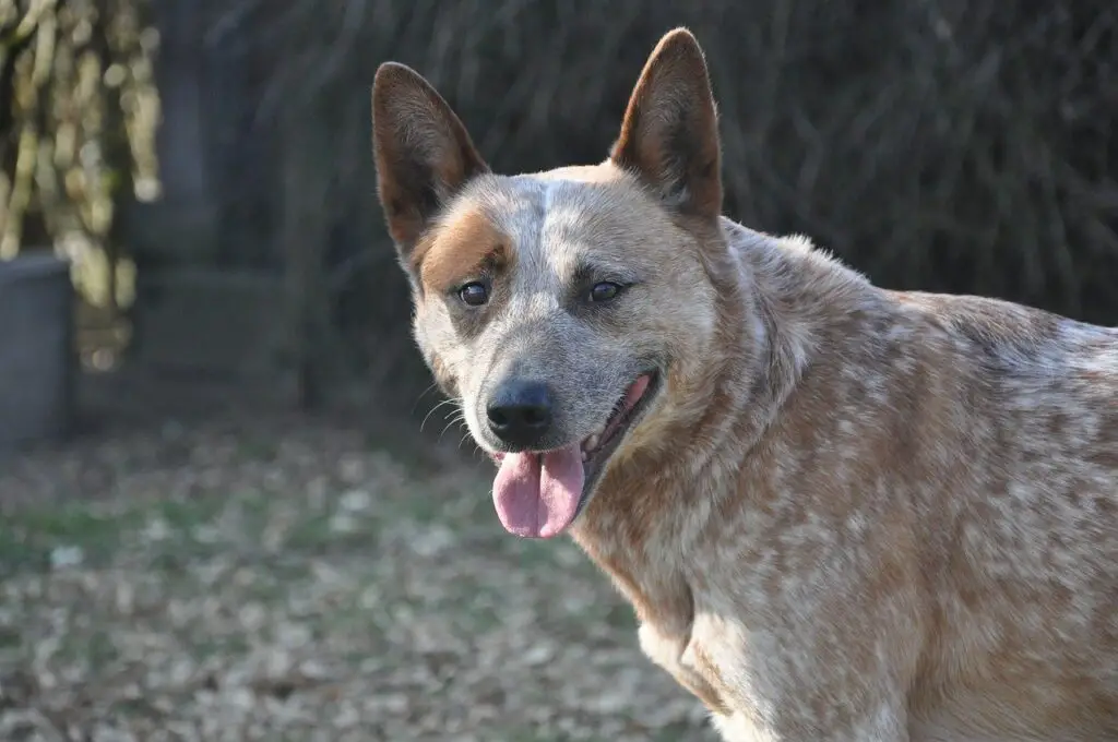 Australian Cattle Dog - Dog Breeds for Camping