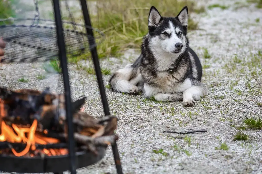 Siberian Husky - Dog Breeds for Camping