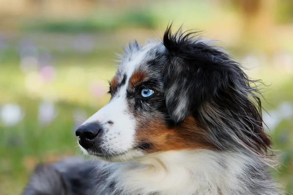 Australian Shepherd - Dog Breeds for Camping