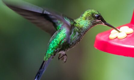 Hummingbird Feeders