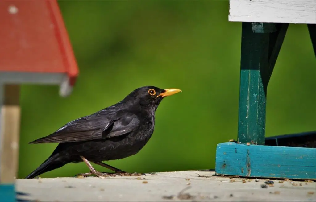 Michigan Bird Feeders