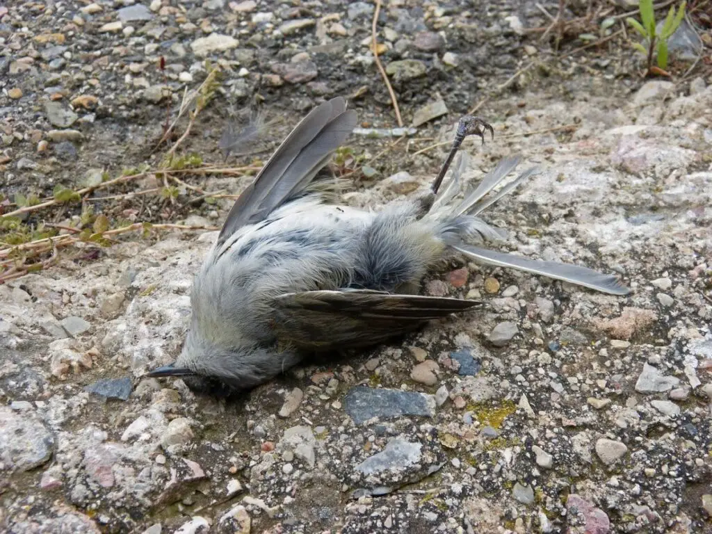 Dead Bird - Michigan bird Feeders