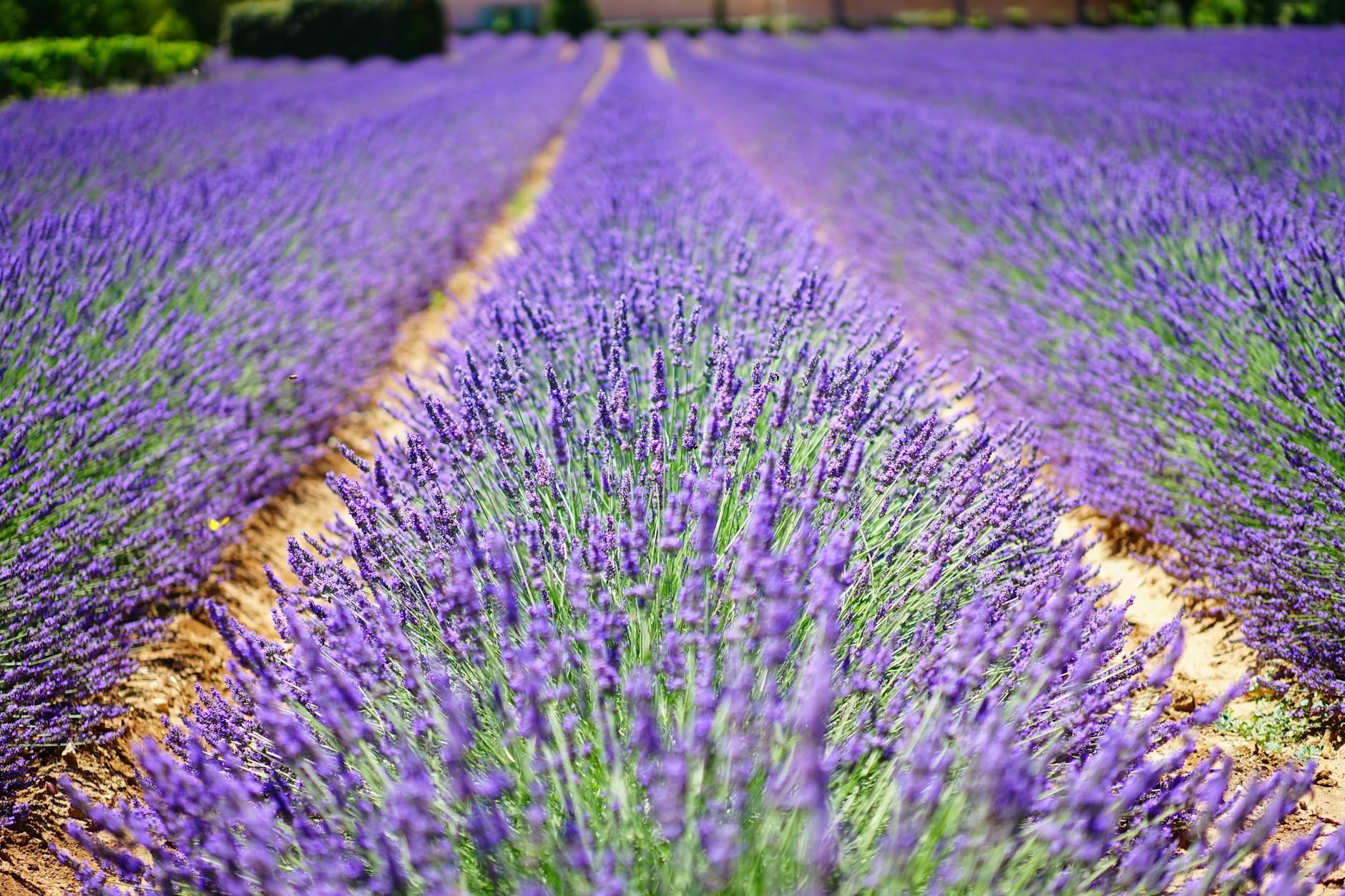 macro shot photography of purple plants under sunny sky during daytime