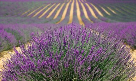 Lavender Farming