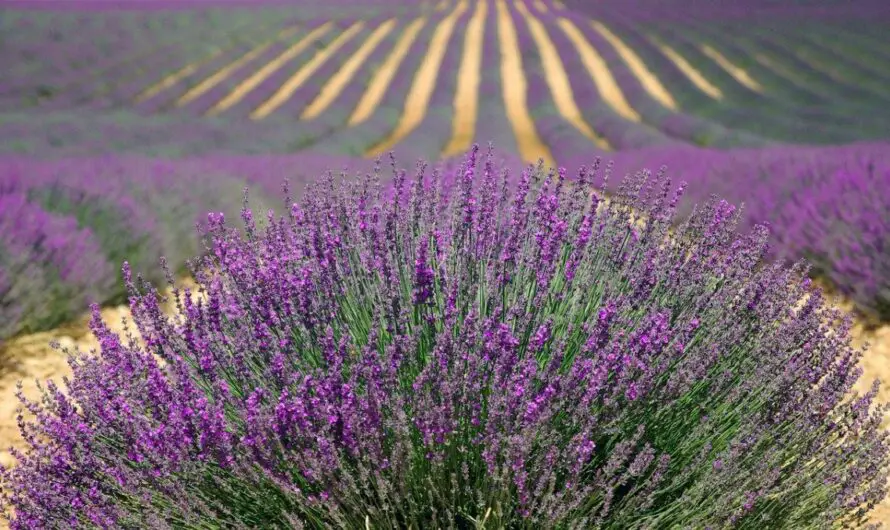 Lavender Farming 101: Why The Colorful Lavender Industry Is Booming In Michigan