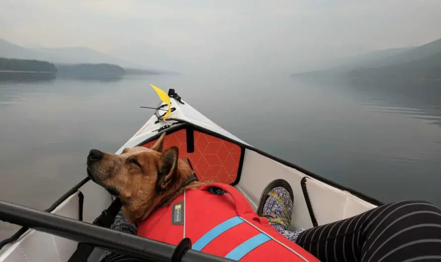 5 Essential Safety Tips When Boating & Fishing With Dogs