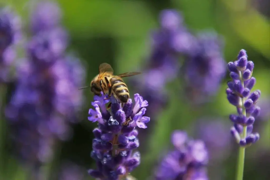 Lavender Flower