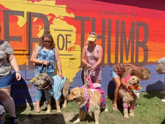 Dog Costume Contest at Thumb Brewery