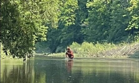 Bigfoot on the Cass River