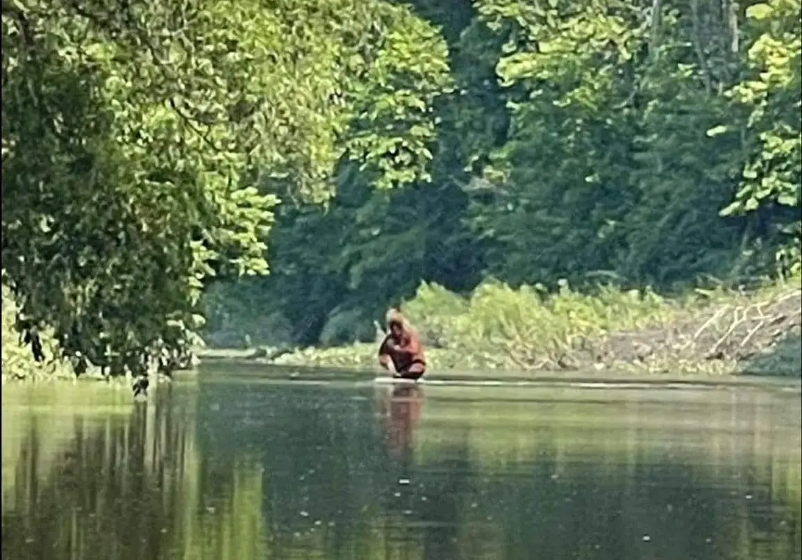 Bigfoot on the Cass River