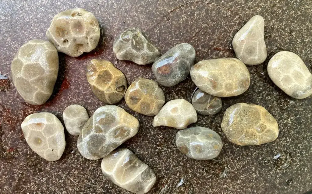 Saginaw Bay's Little Petoskey Stones