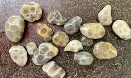 Saginaw Bay's Little Petoskey Stones