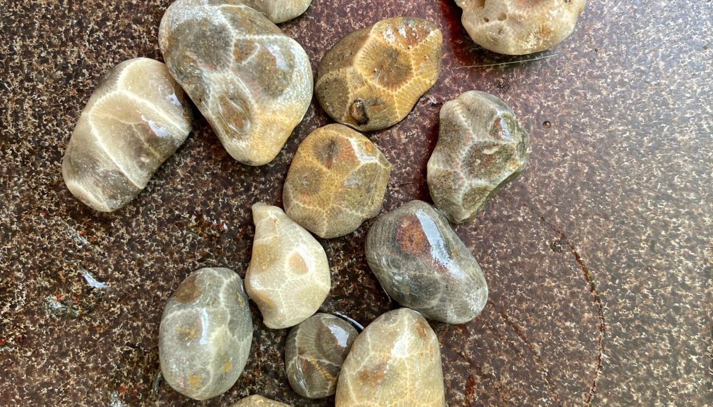 Saginaw Bay's Little Petoskey Stones