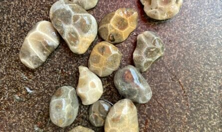 Saginaw Bay's Little Petoskey Stones