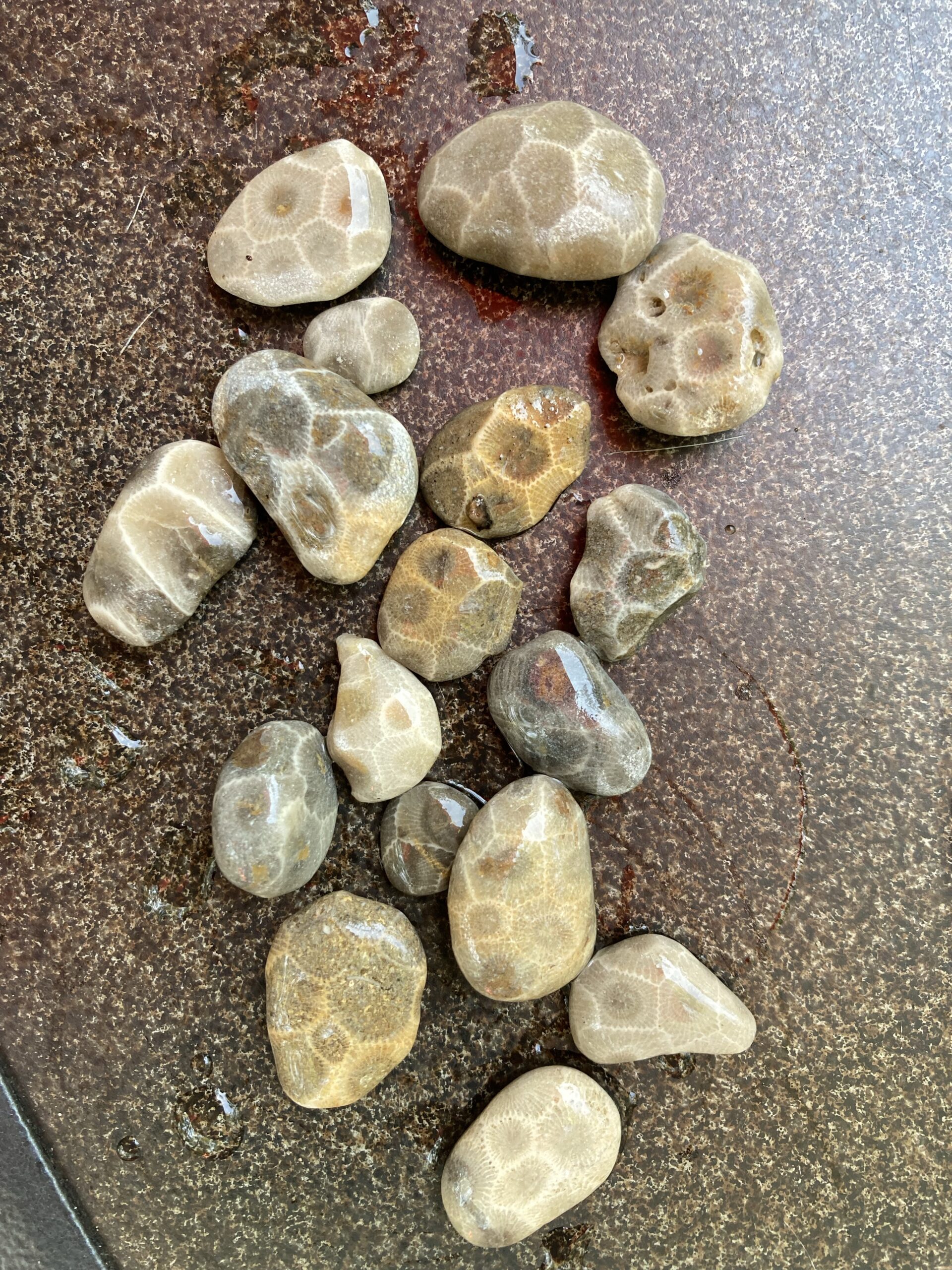 Saginaw Bay's Little Petoskey Stones