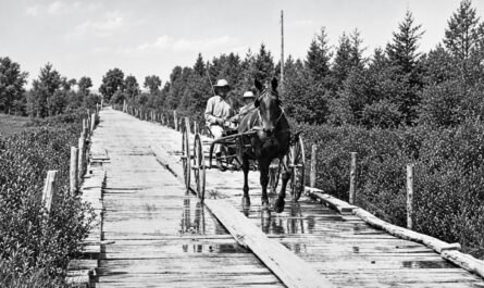A Buggy on A Michigan Plank Road - Restored Image