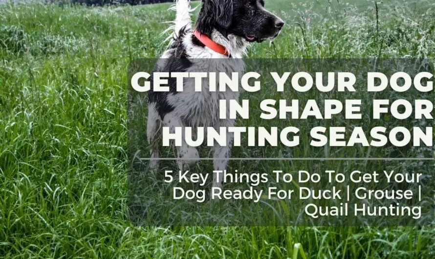 5 Responsible Things to Do When Hunting With Dogs For Duck,  Grouse, and Quail