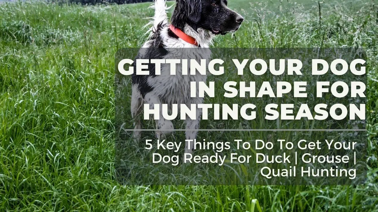 5 Responsible Things to Do When Hunting With Dogs For Duck,  Grouse, and Quail